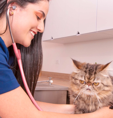 Movet Servicios Veterinarios para tu Peludo