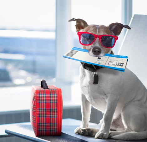 Movet Servicios Certificado de Viajes