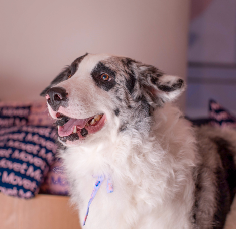 Movet Servicios Guardería y Hotel