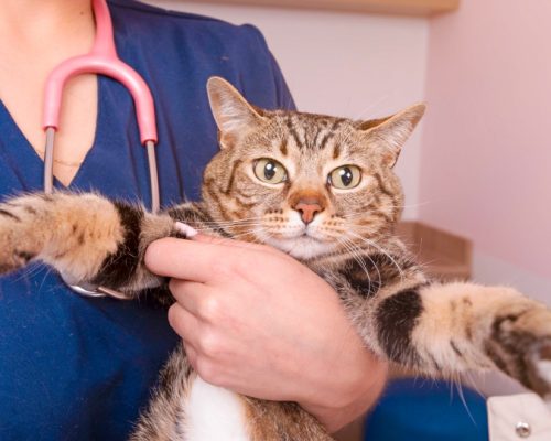 MOVET-Imágenes-sitio-web-3